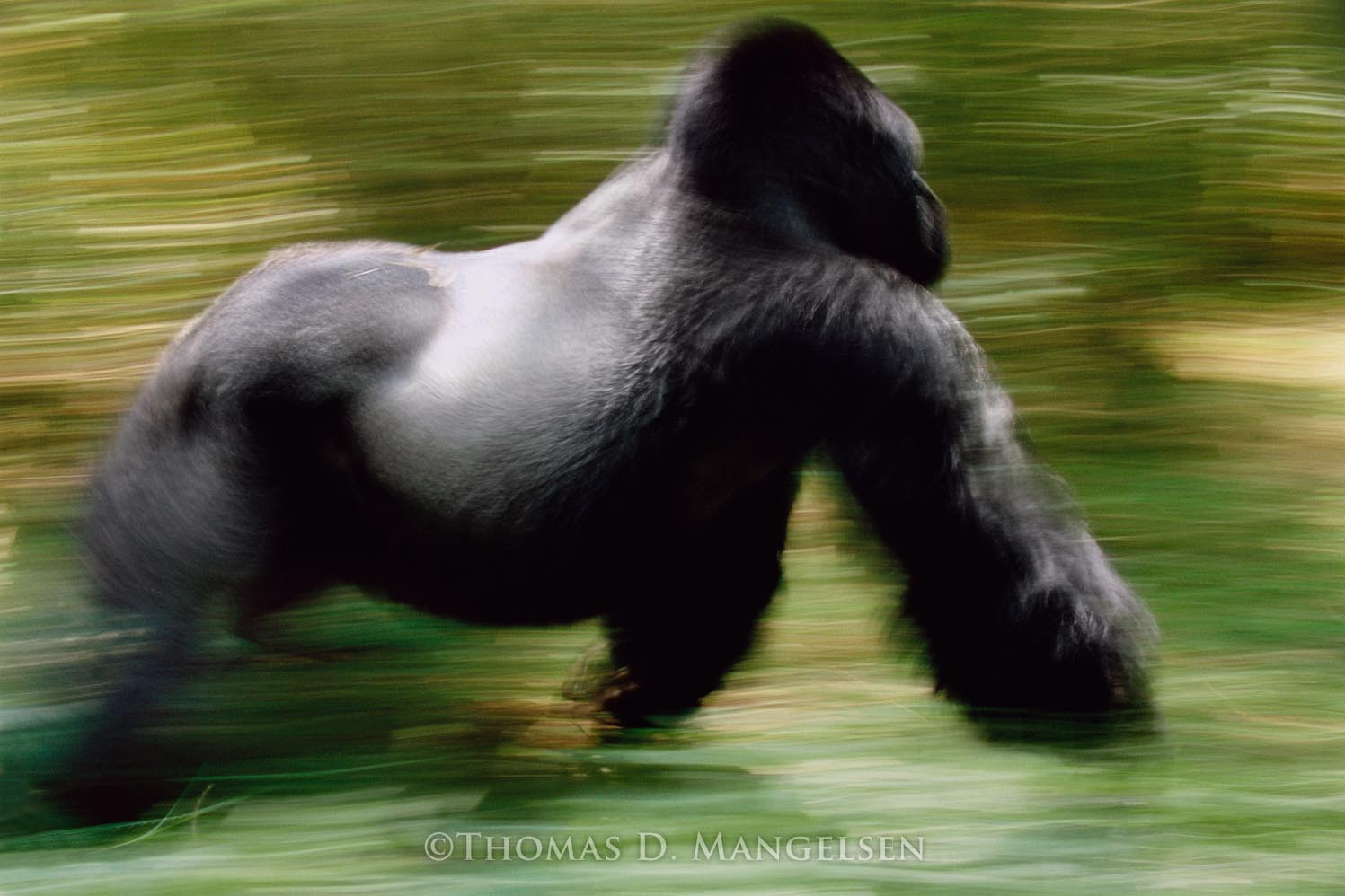 The Silverback - Mountain Gorilla by Thomas D. Mangelsen