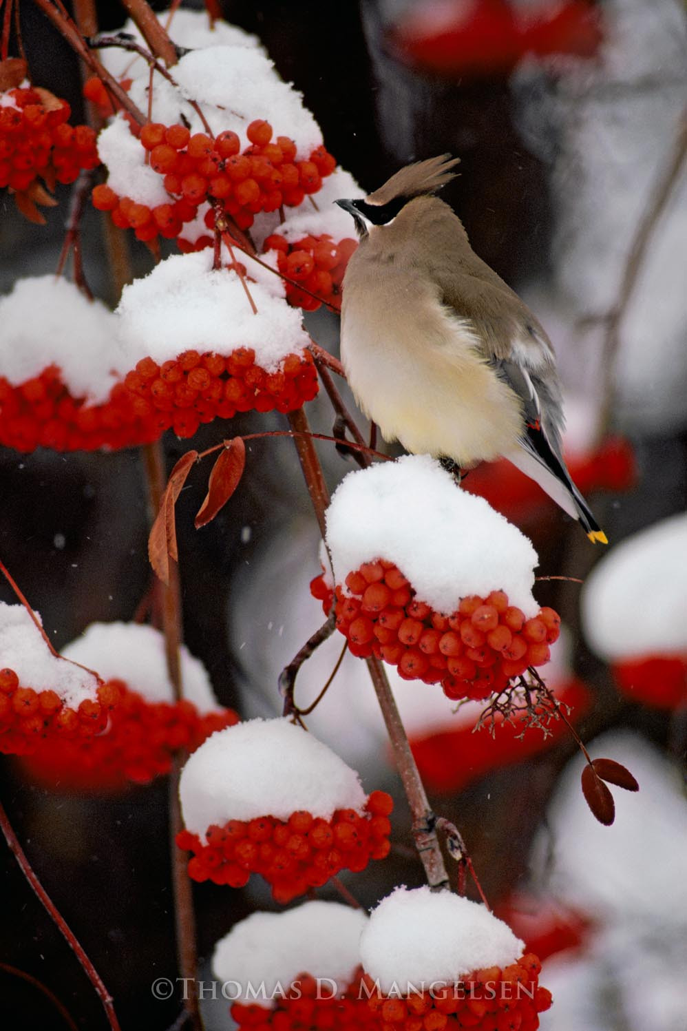 Cedar Waxwing by Thomas D. Mangelsen