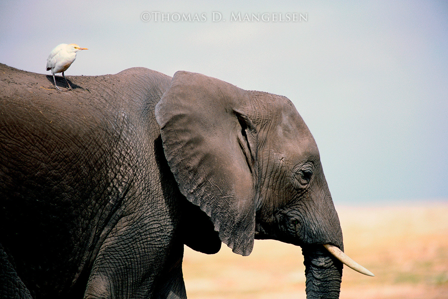 elephant image free