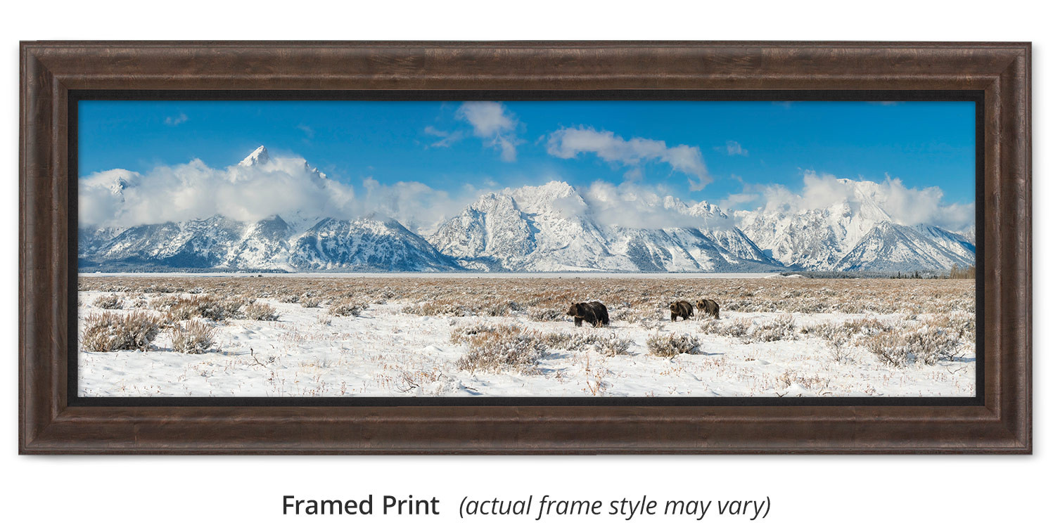 Wyoming, Grizzly 399 wall art, by Thomas D. Mangelsen