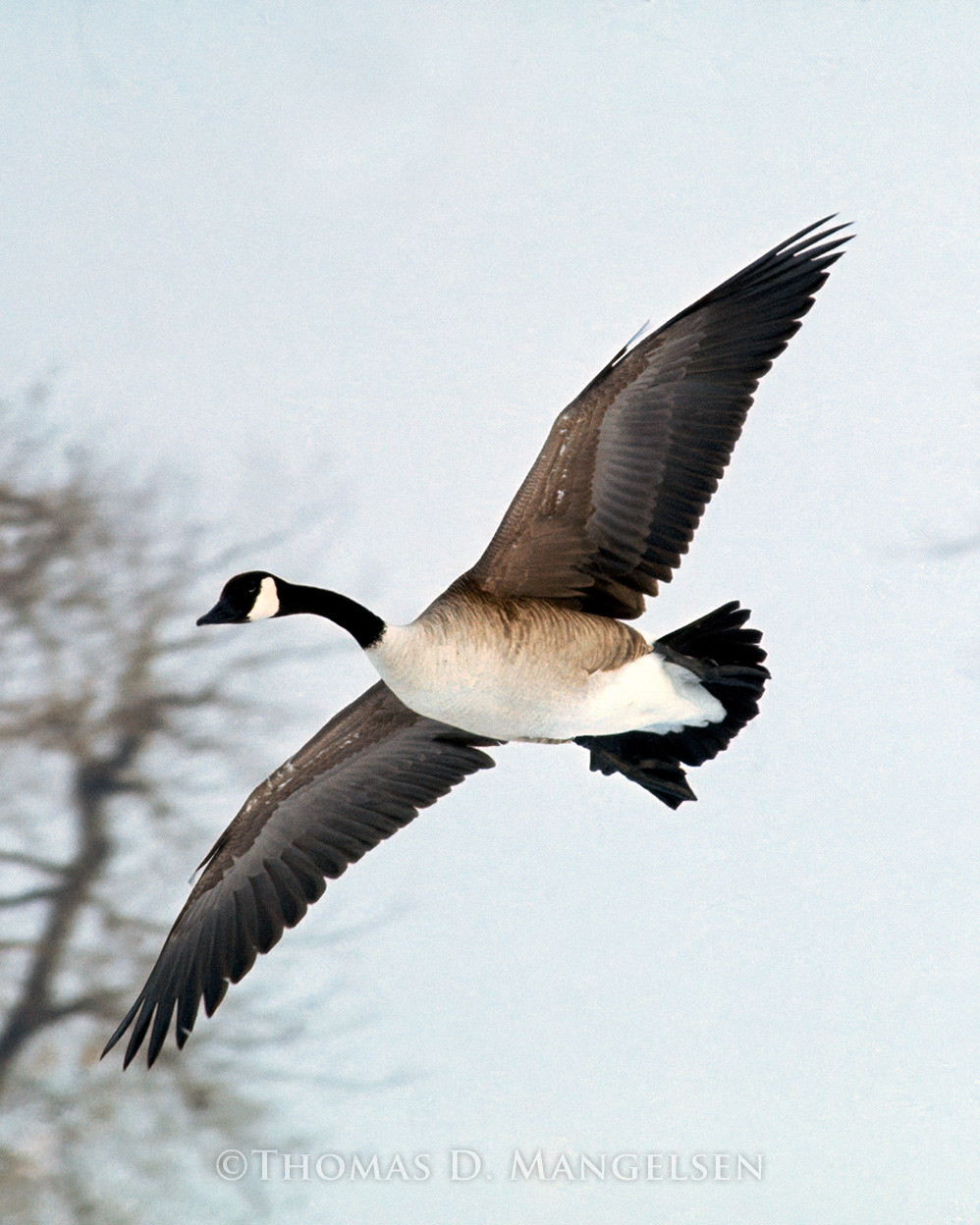 Canada Goose by Thomas Mangelsen