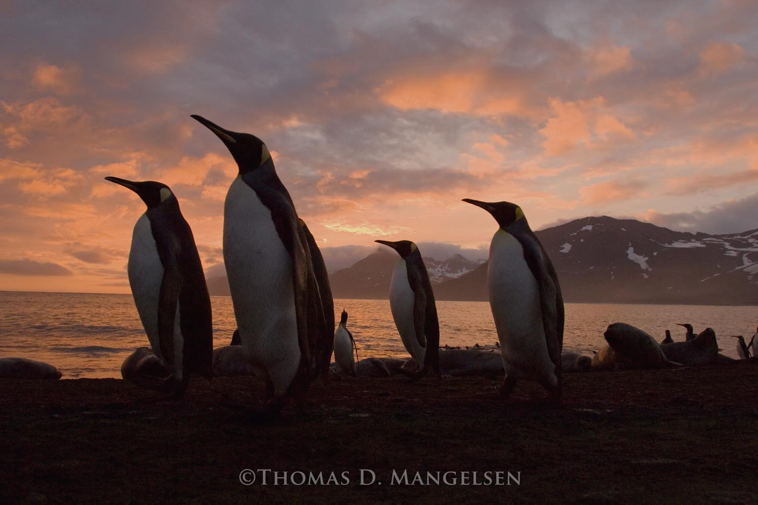 Southern Sentinels - King Penguins by Thomas D. Mangelsen