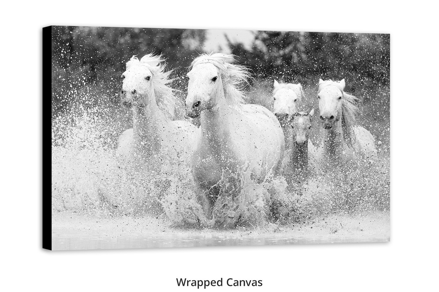 Born to Run wall art of wild Camargue horses Thomas D. Mangelsen