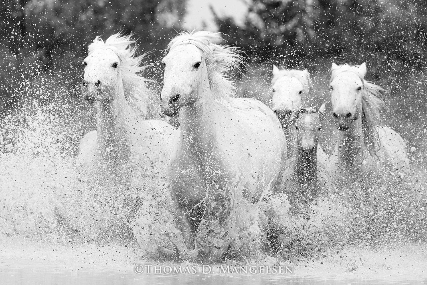 Born to Run wall art of wild Camargue horses Thomas D. Mangelsen