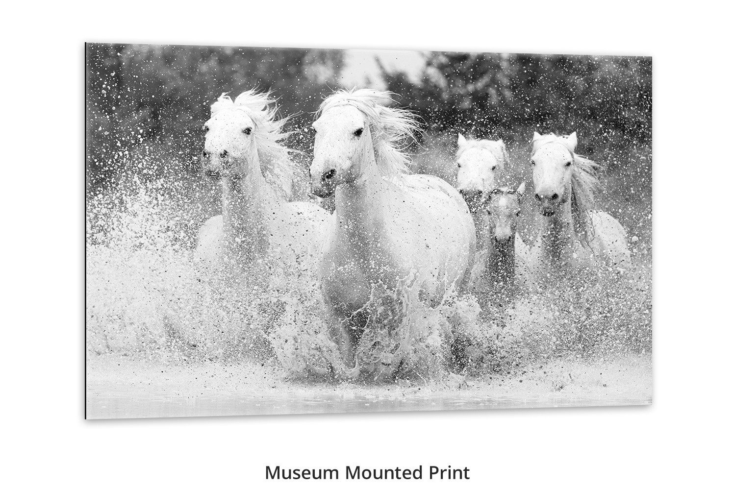 Born to Run wall art of wild Camargue horses Thomas D. Mangelsen