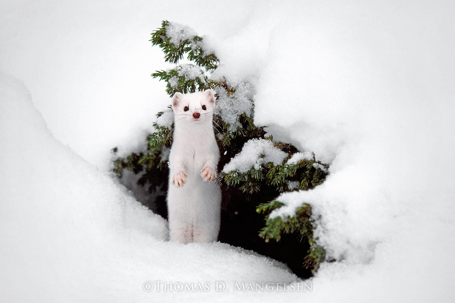 winter ermine photo