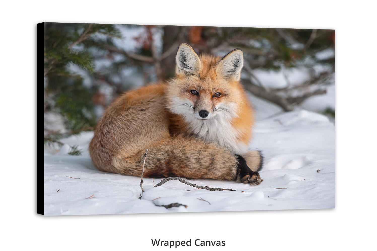 Red fox living room wall art Thomas D. Mangelsen