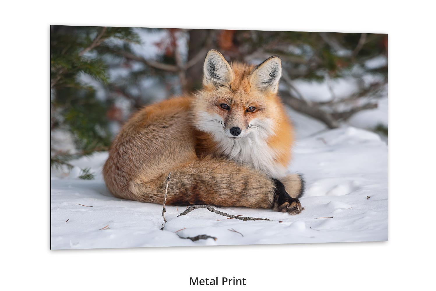 Red fox living room wall art Thomas D. Mangelsen