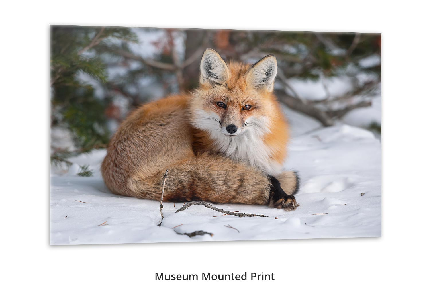 Red fox living room wall art Thomas D. Mangelsen