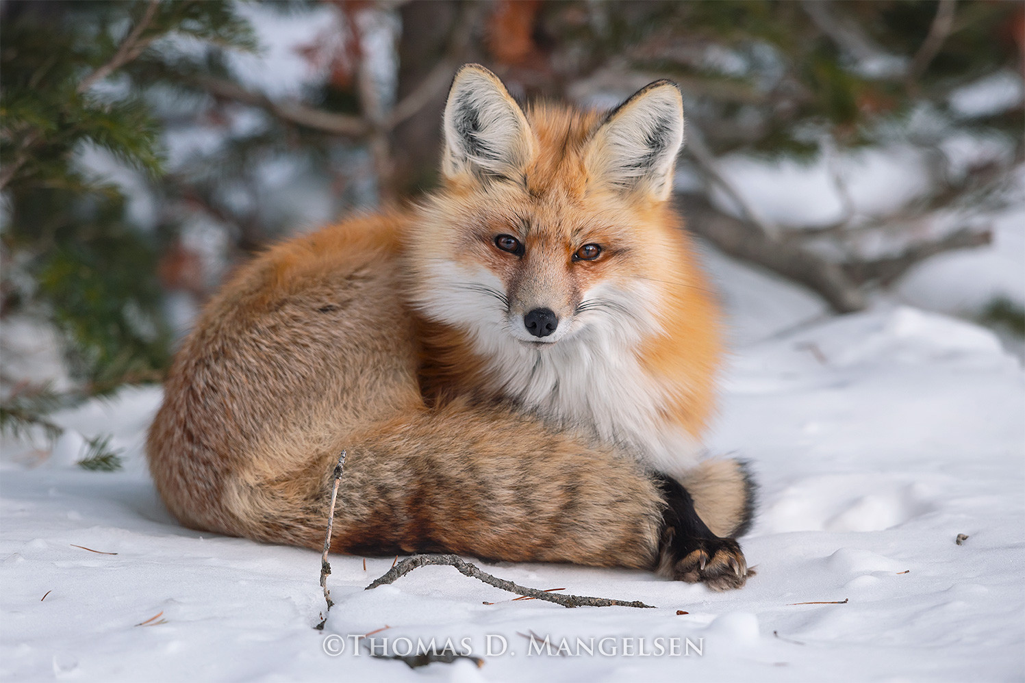 Red fox living room wall art Thomas D. Mangelsen