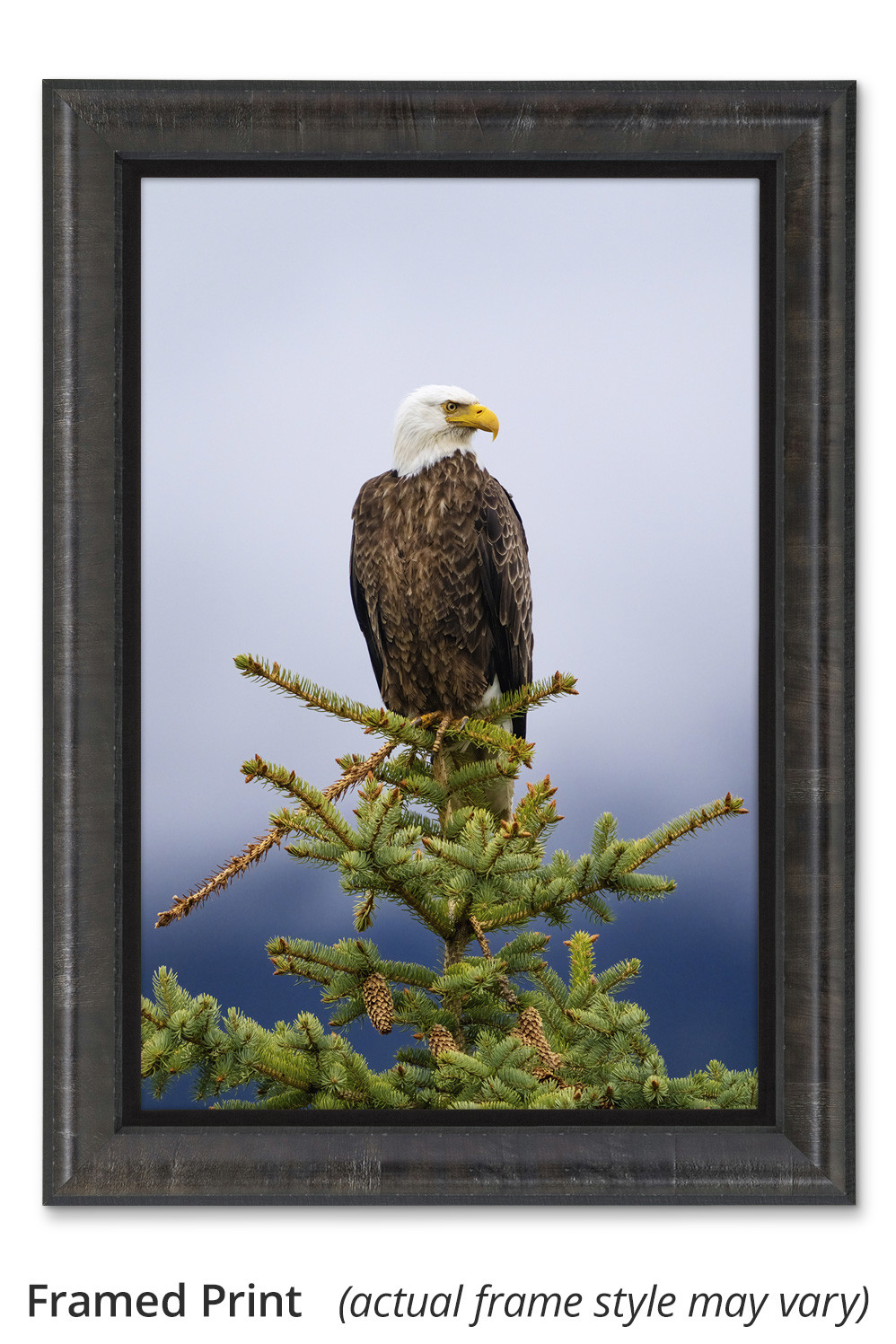 アメリカ ヴィンテージ 木箱 EAGLE GAIL BORDEN 高知 Bald Eagle wall art Ring of Water by Thomas D. Mangelsen
