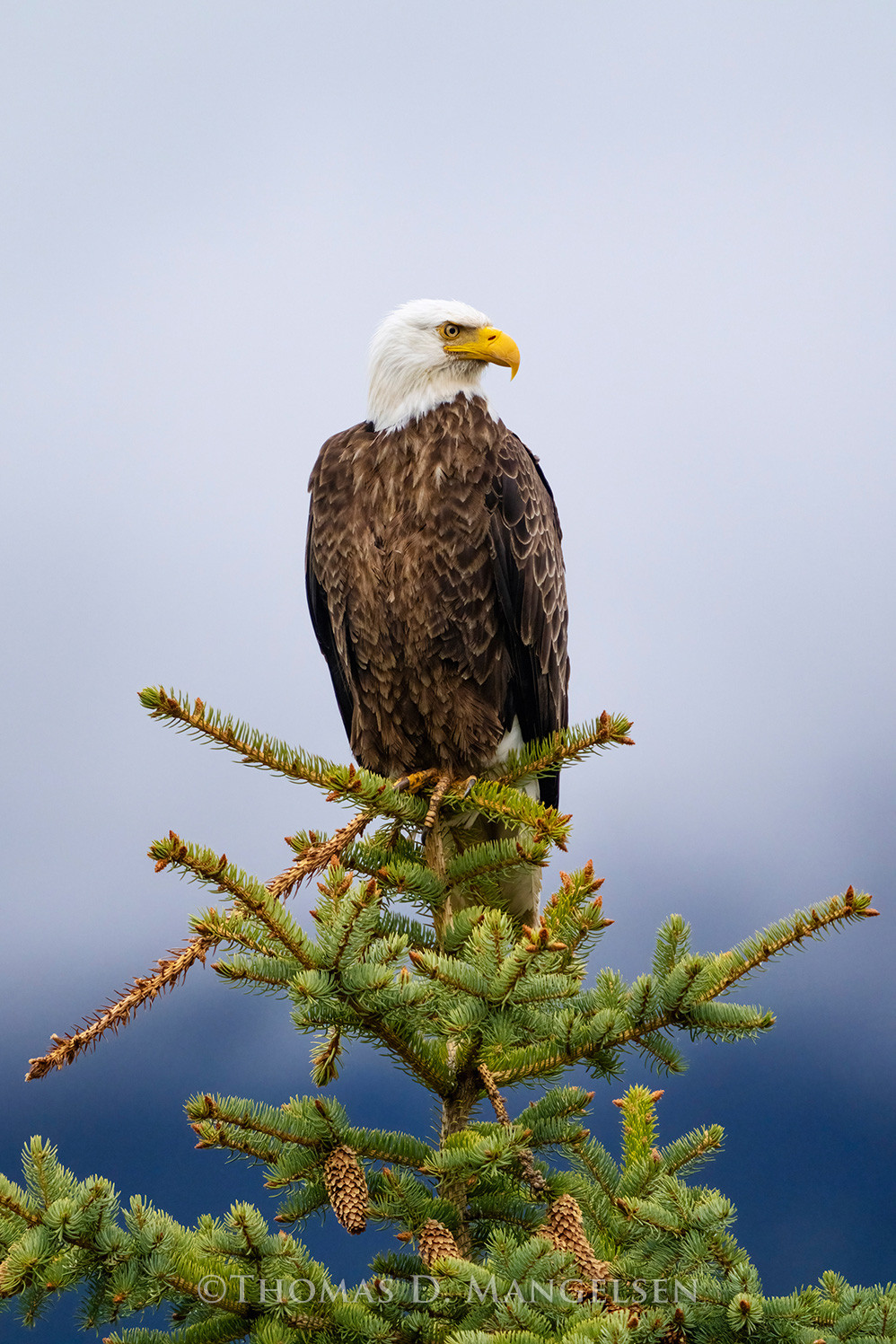 Bald Eagle wall art Ring of Water by Thomas D. Mangelsen