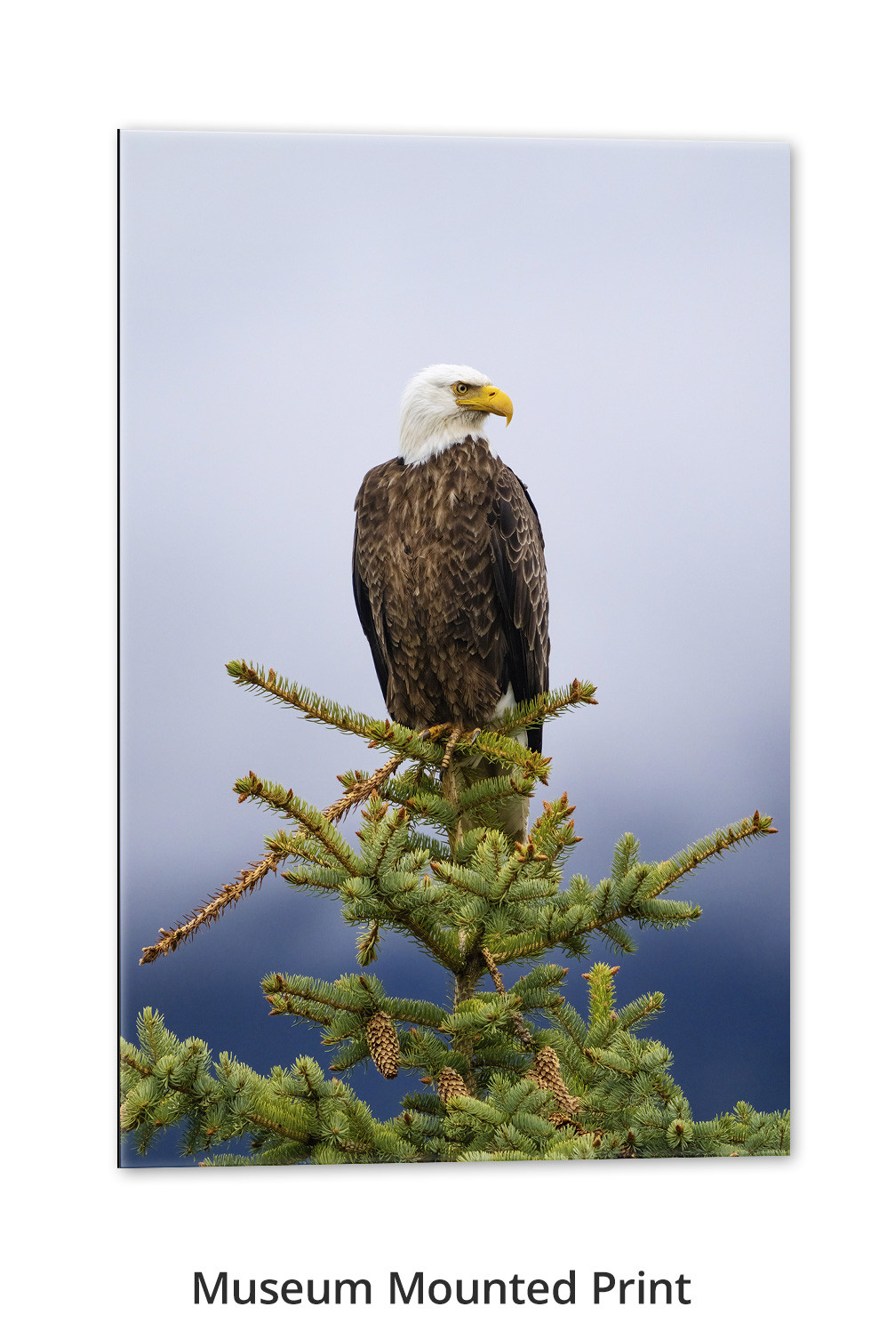 Bald Eagle wall art Ring of Water by Thomas D. Mangelsen
