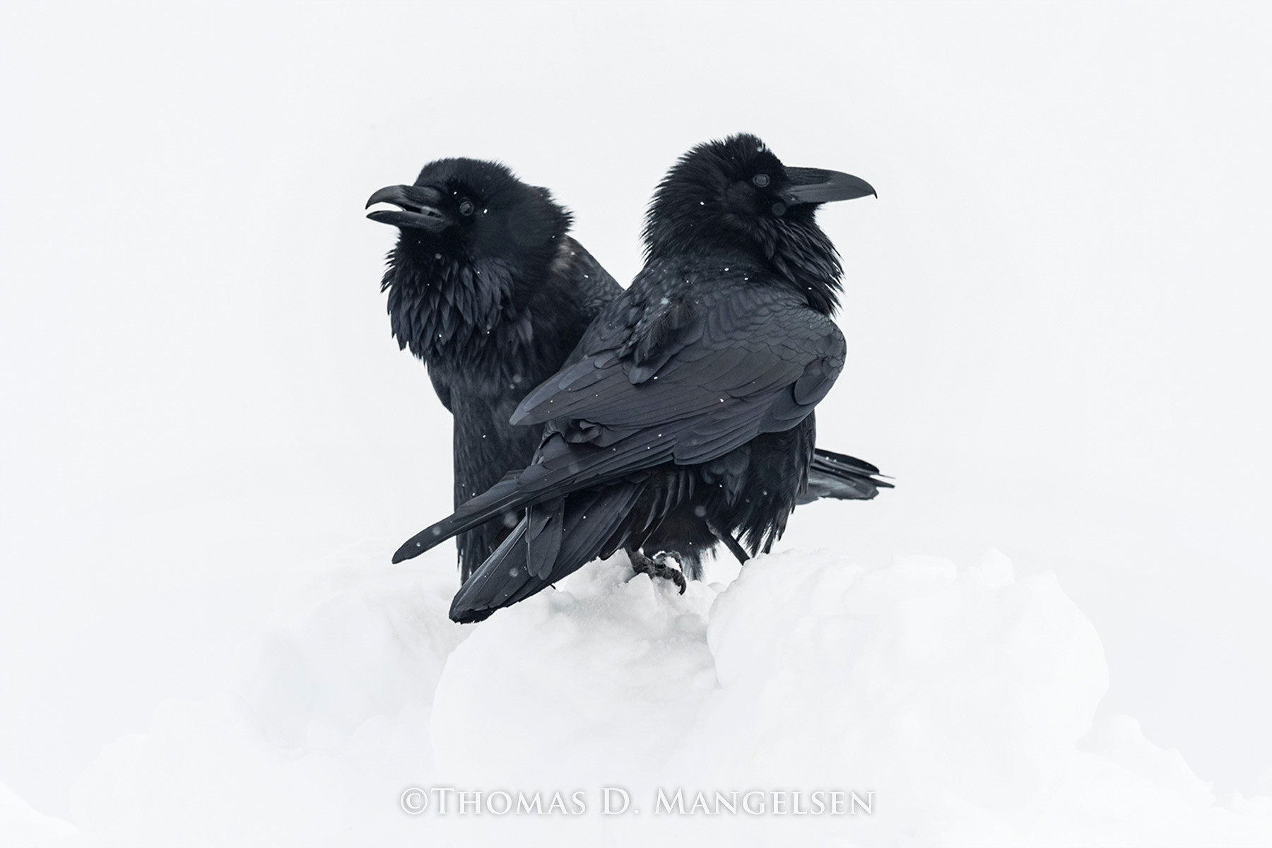 Ravens living room wall art by Mangelsen from Grand Teton National