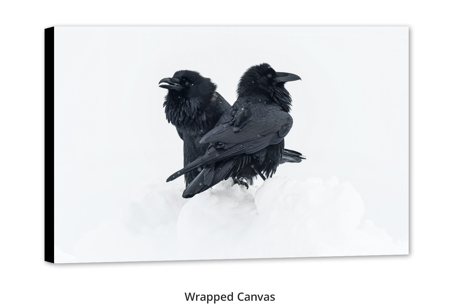 Ravens living room wall art by Mangelsen from Grand Teton National