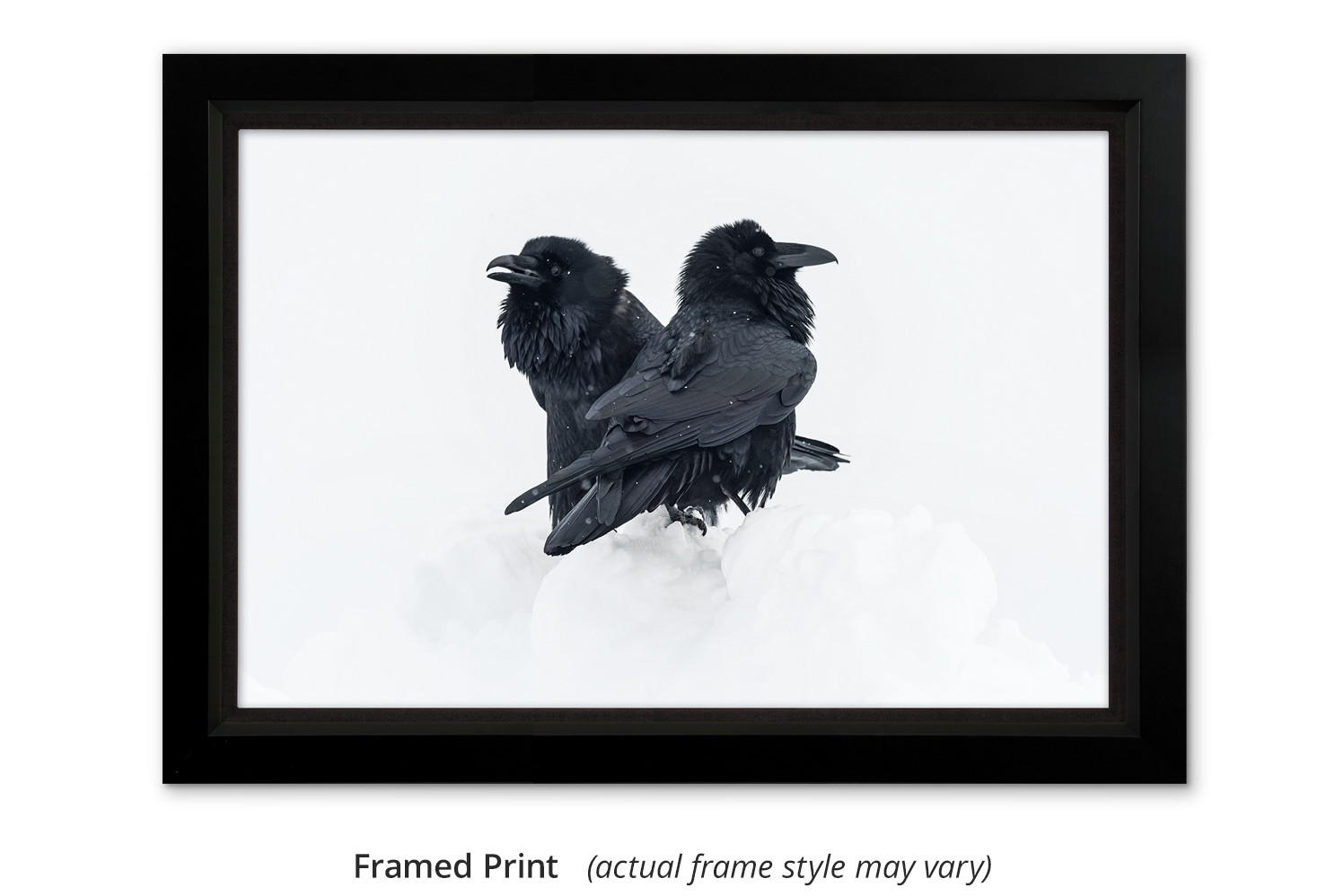 Ravens living room wall art by Mangelsen from Grand Teton National