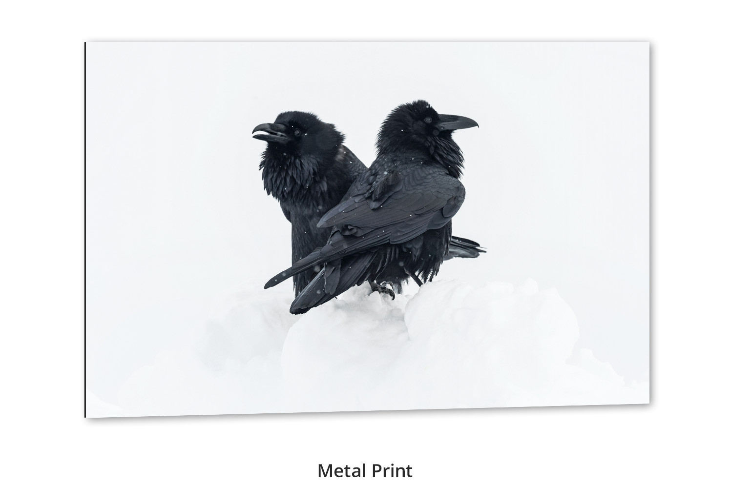 Ravens living room wall art by Mangelsen from Grand Teton National