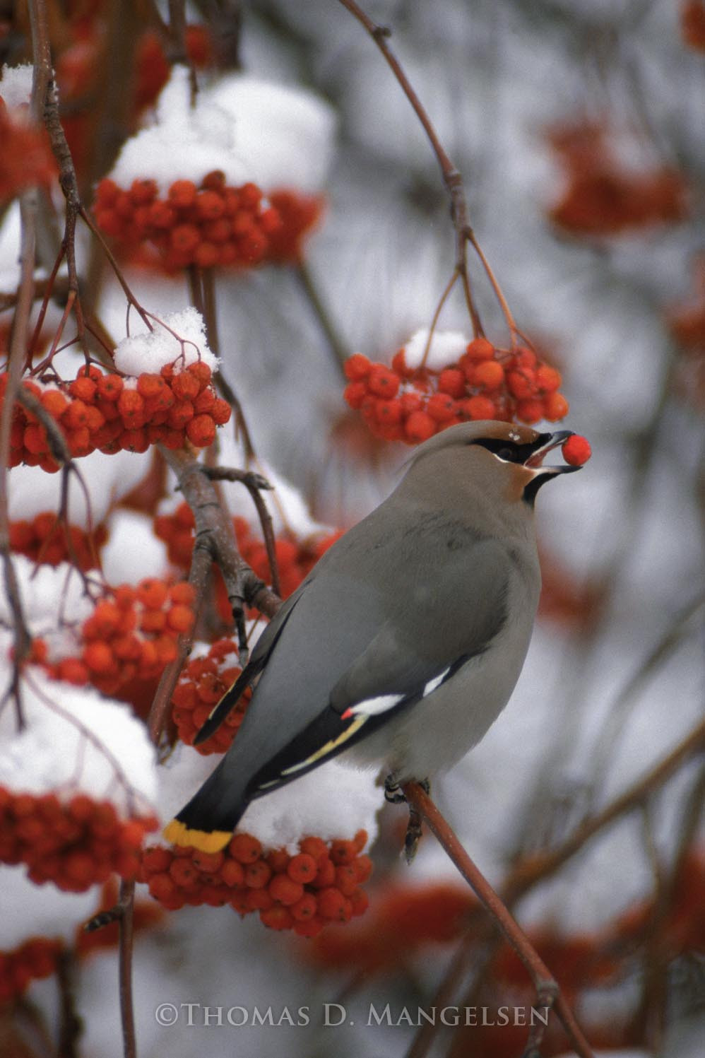 Winter's Treasure - Bohemian Waxwing by Thomas D. Mangelsen