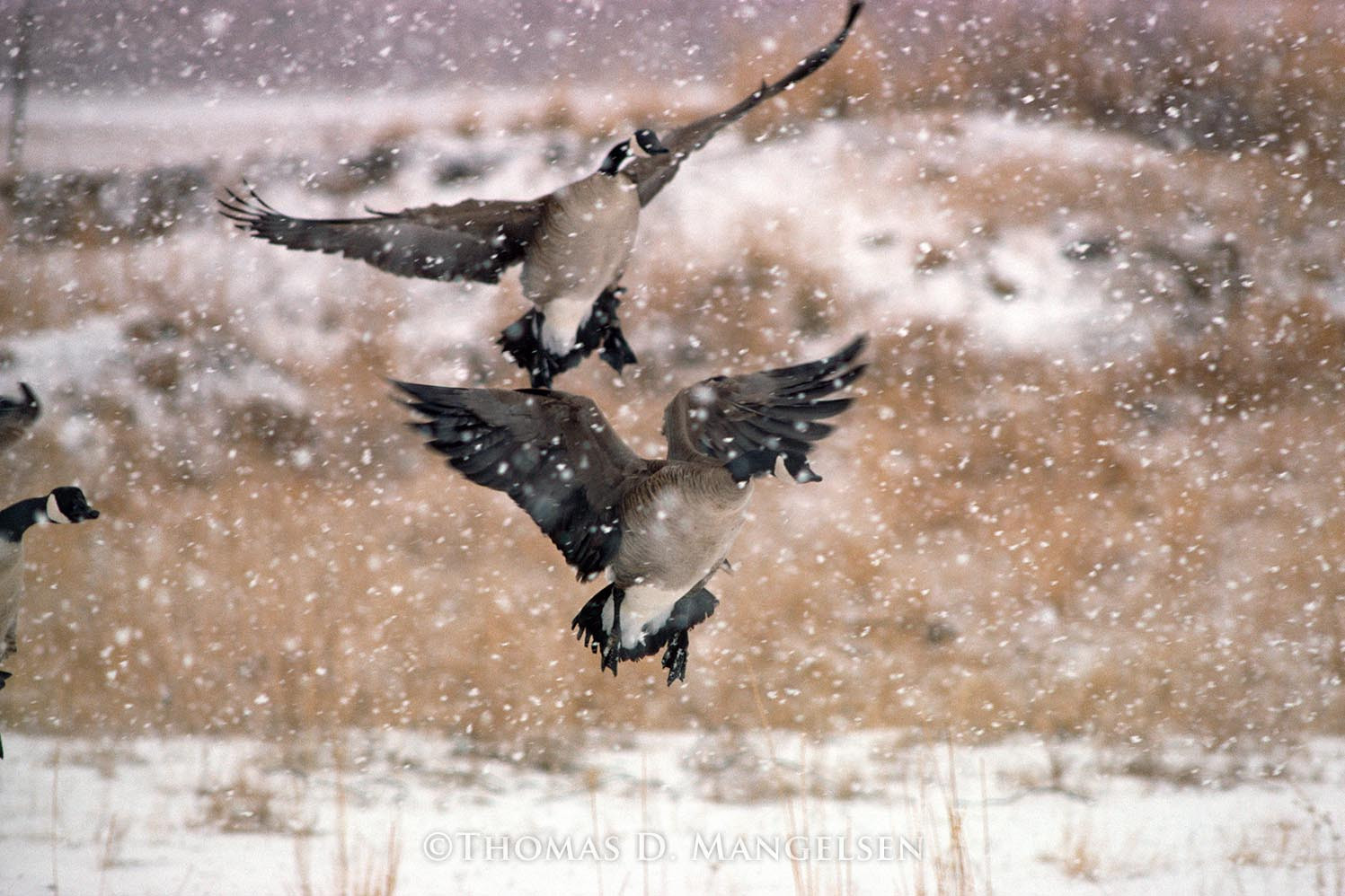 Canada Geese and Snow by Thomas Mangelsen