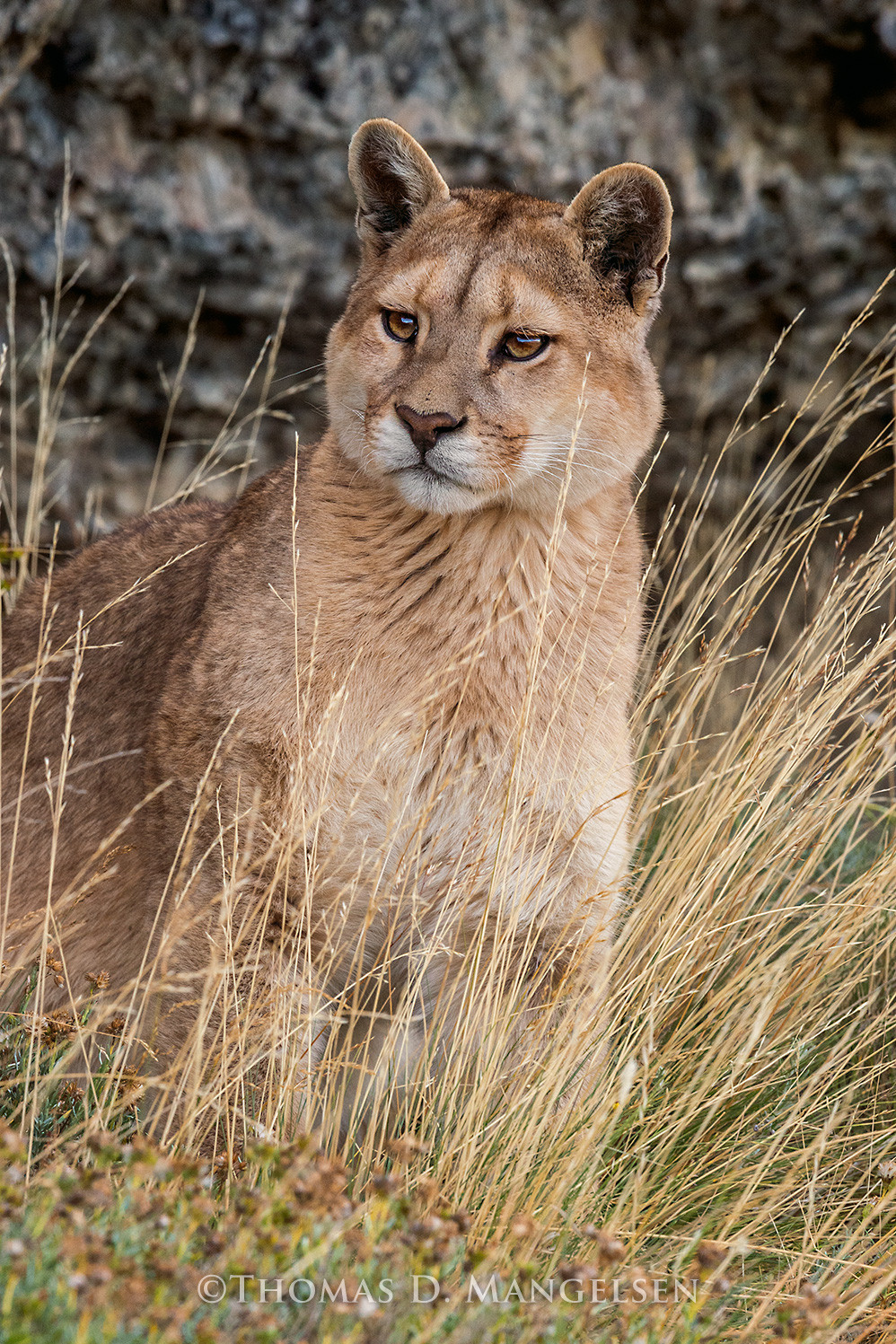 Wild Encounter - Puma by Thomas D. Mangelsen