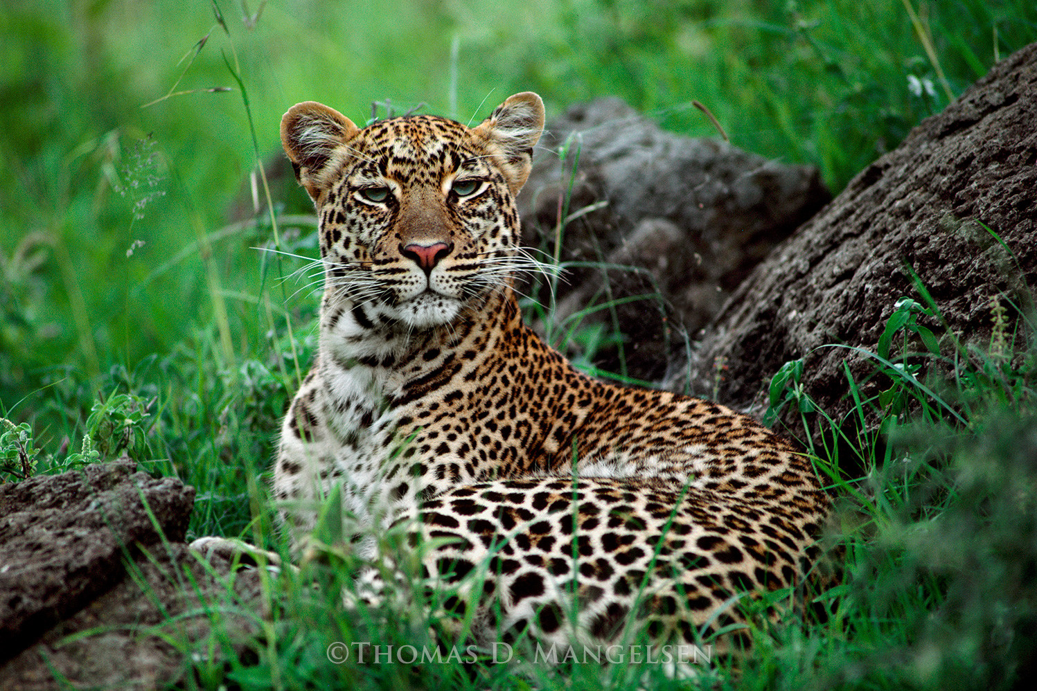 African Nightfall - Leopard by Thomas D. Mangelsen