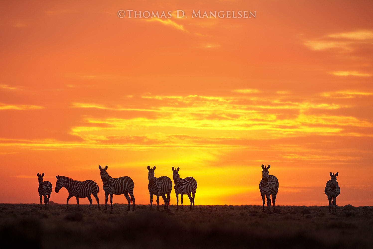 Fire on the Horizon - Zebras by Thomas D. Mangelsen