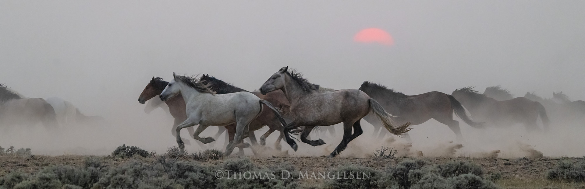 Herd of Wild Horses living room wall art by Mangelsen