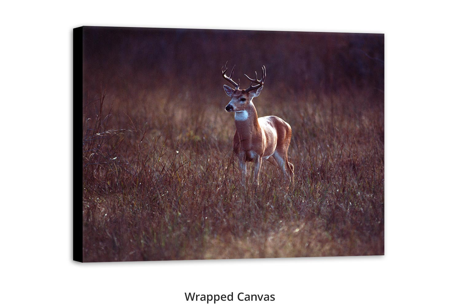 Whitetail Buck by Thomas D. Mangelsen