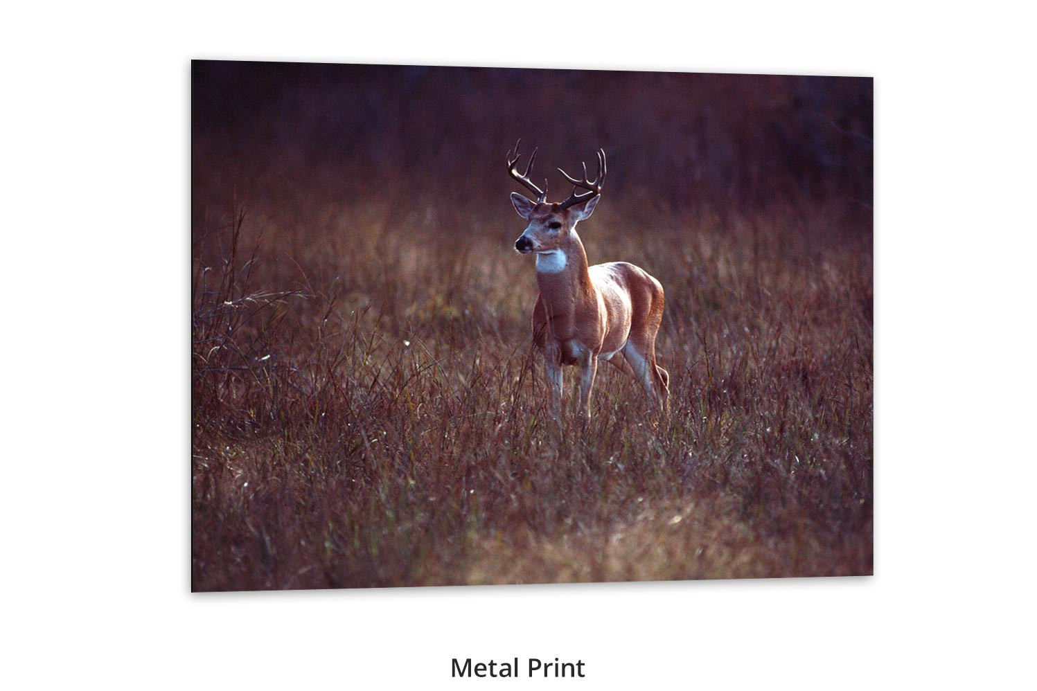 Whitetail Buck by Thomas D. Mangelsen