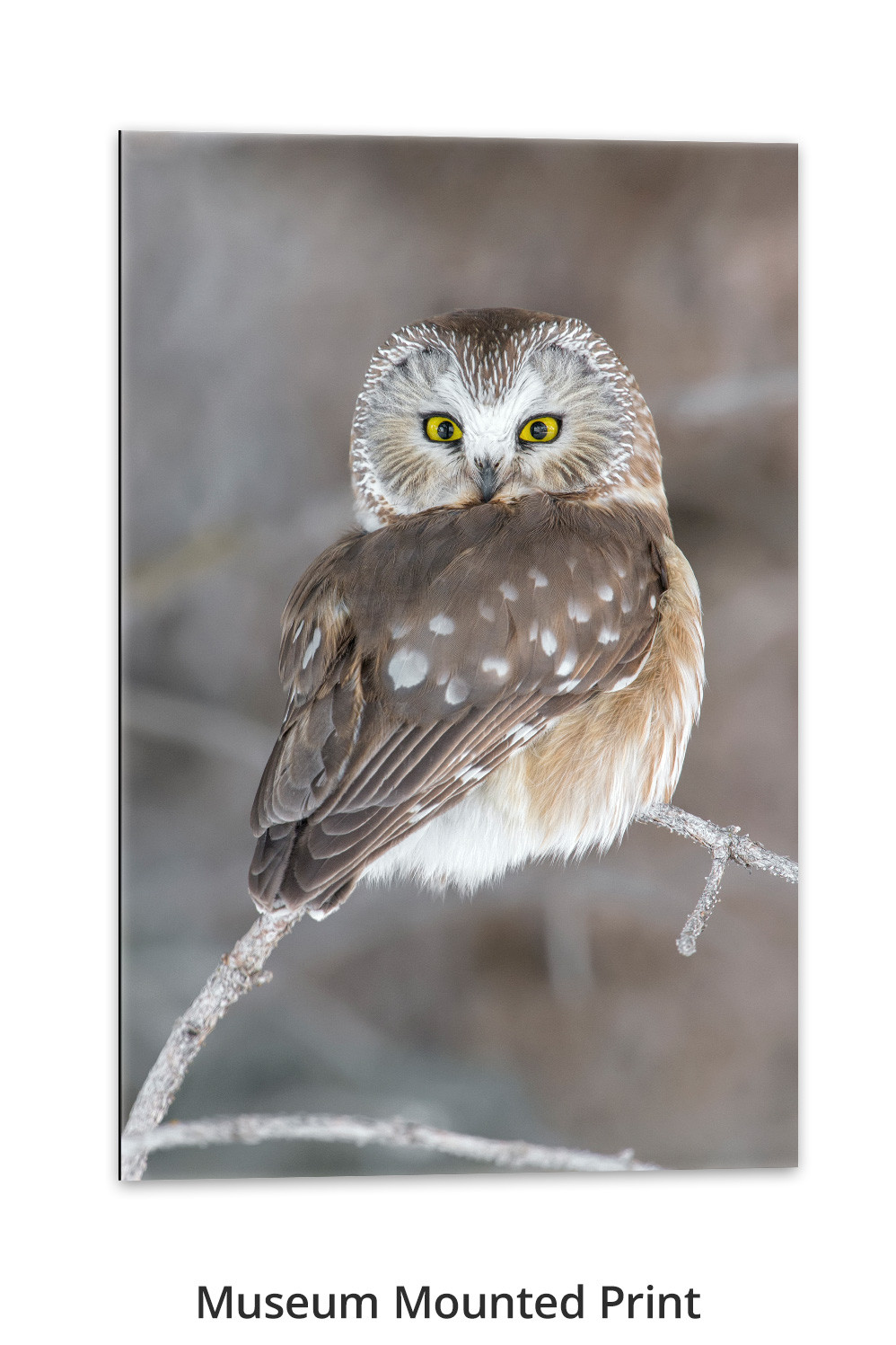 Spotted Bandit – Northern Saw-whet Owl Print | Thomas D. Mangelsen