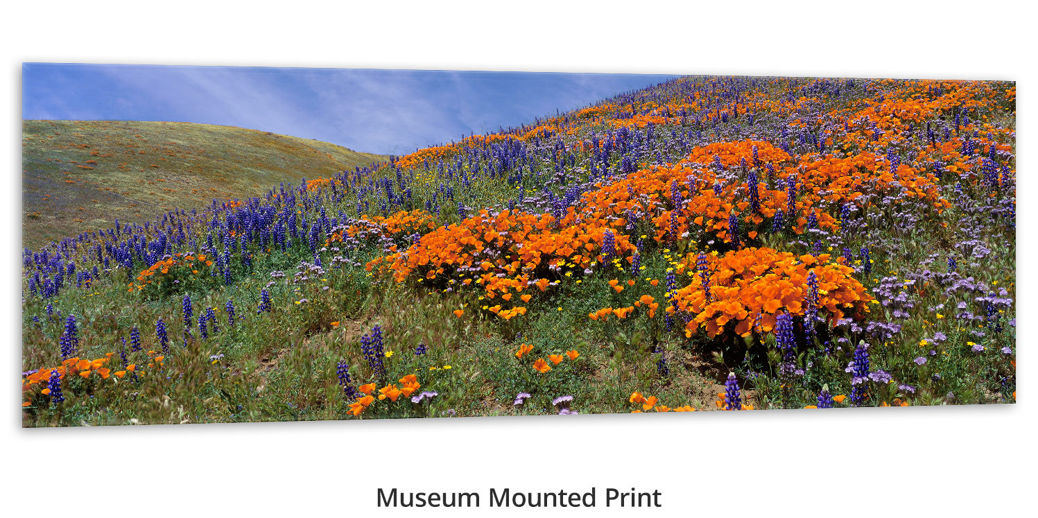A Morning Breeze - Poppies and Lupine by Thomas D. Mangelsen