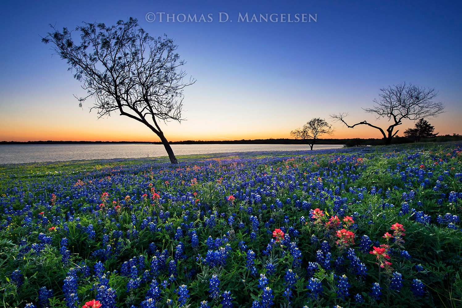 Evening Glow - Bluebonnets and Paintbrush by Thomas D. Mangelsen