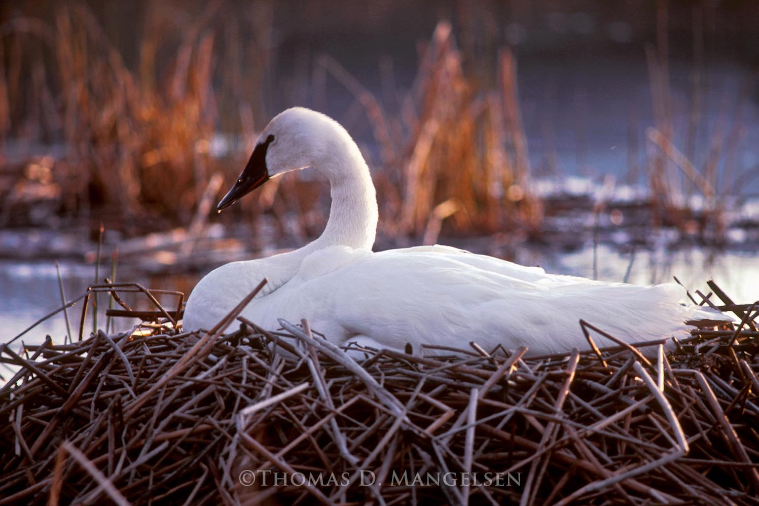 Swan on Nest by Thomas D. Mangelsen