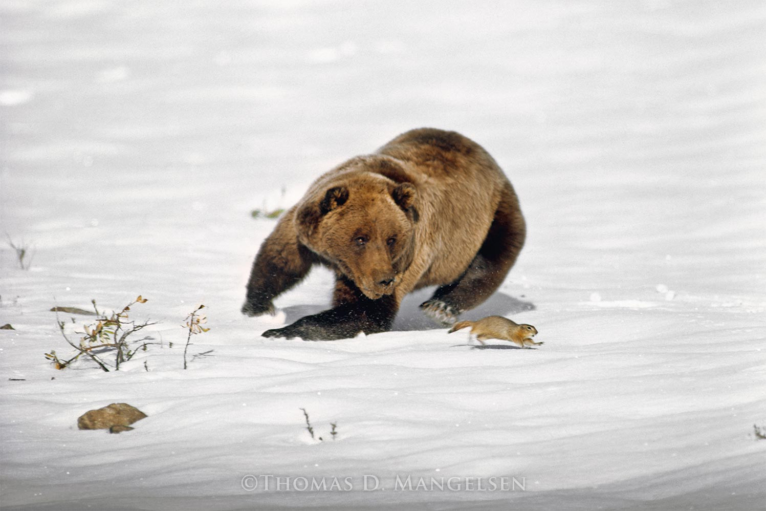 In Pursuit - Grizzly Bear by Thomas D. Mangelsen