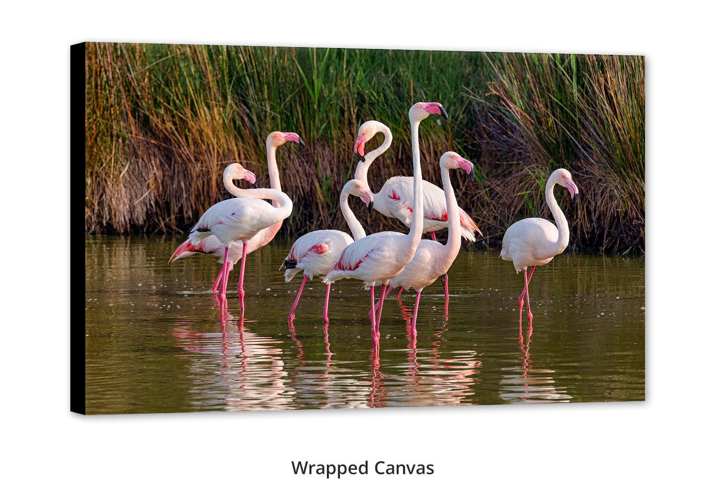 Flamingo wall art Pretty in Pink by Thomas Mangelsen