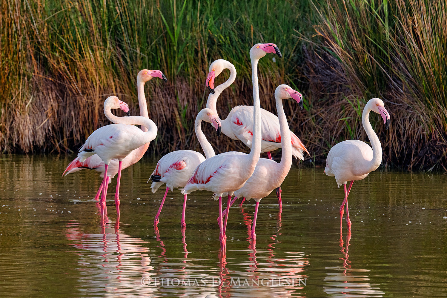 Flamingo wall art Pretty in Pink by Thomas Mangelsen