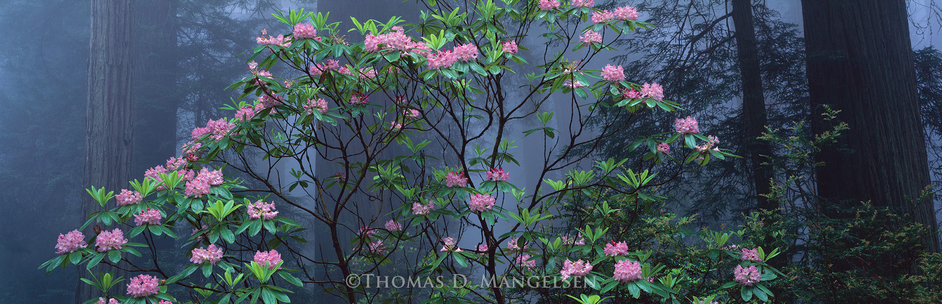 Spring Bloom - Rhododendrons and Redwoods by Thomas D. Mangelsen