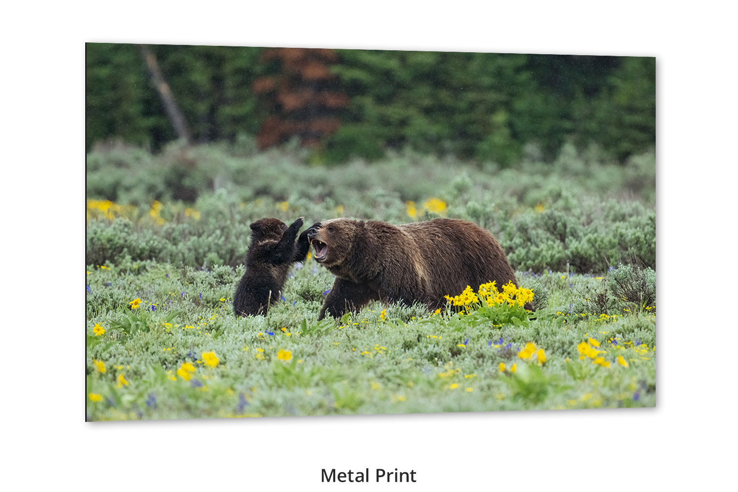 Grizzly Bear wall art Mom Playing with Cub Mangelsen