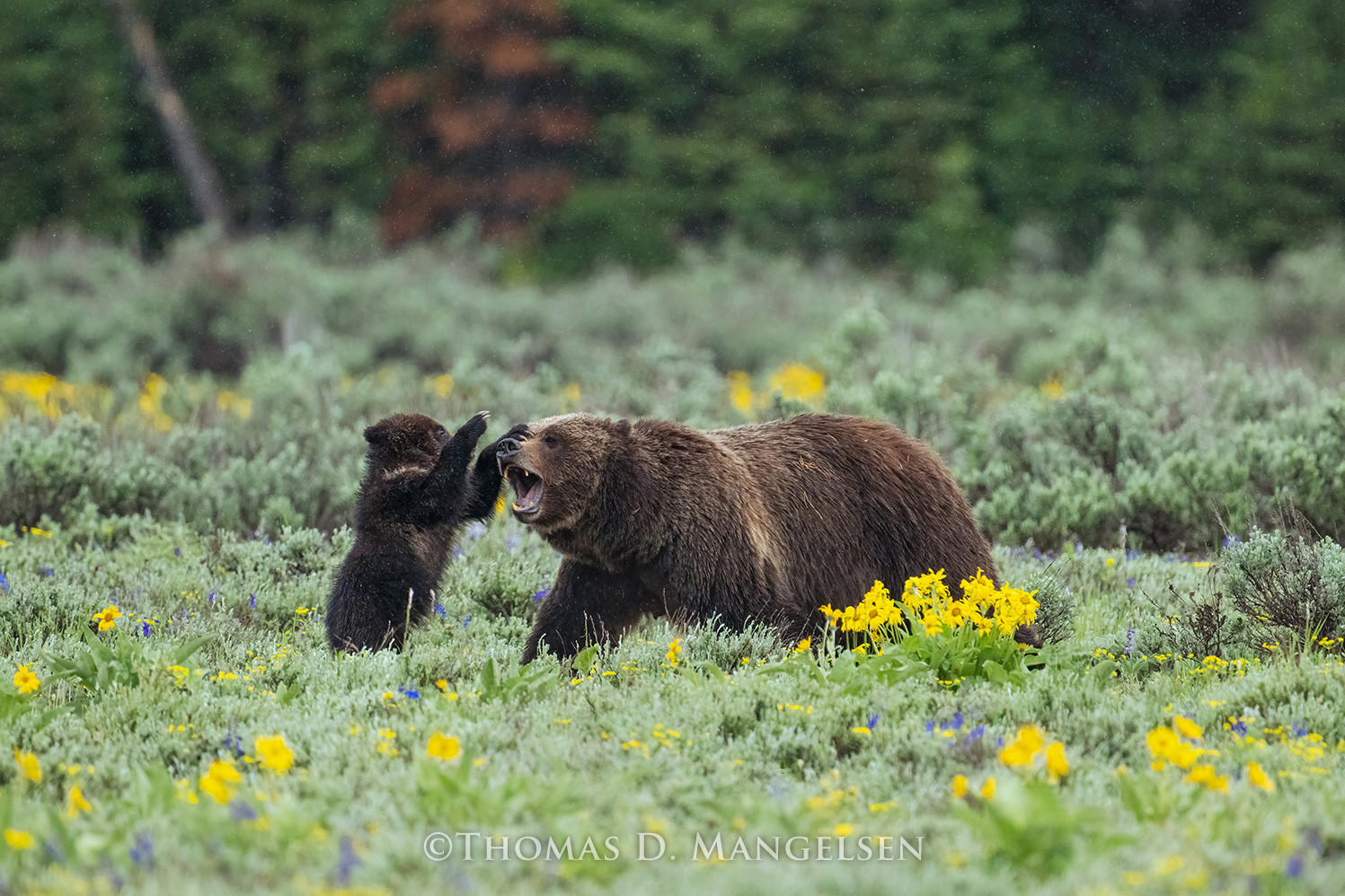 Grizzly Bear wall art Mom Playing with Cub Mangelsen