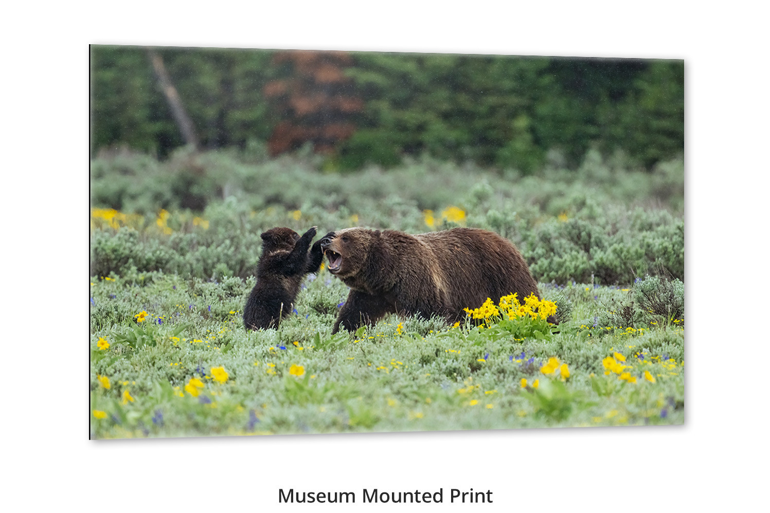 Grizzly Bear wall art Mom Playing with Cub Mangelsen