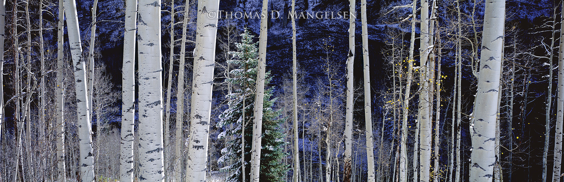 White River Aspens by Thomas D. Mangelsen