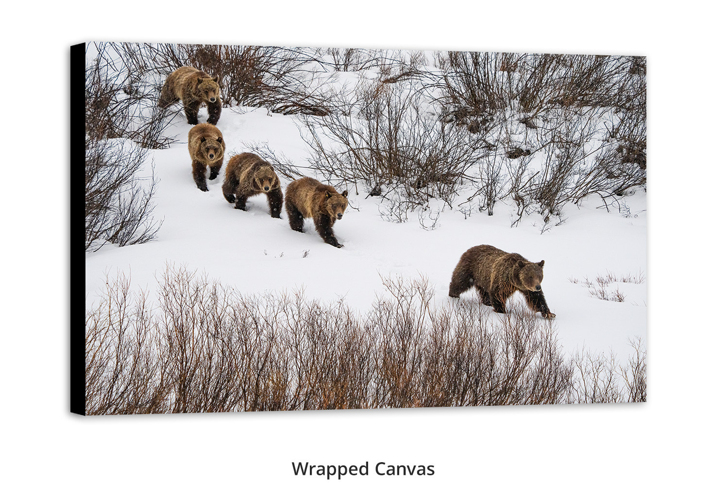 Grizzly 399 living room wall art, Thomas D. Mangelsen