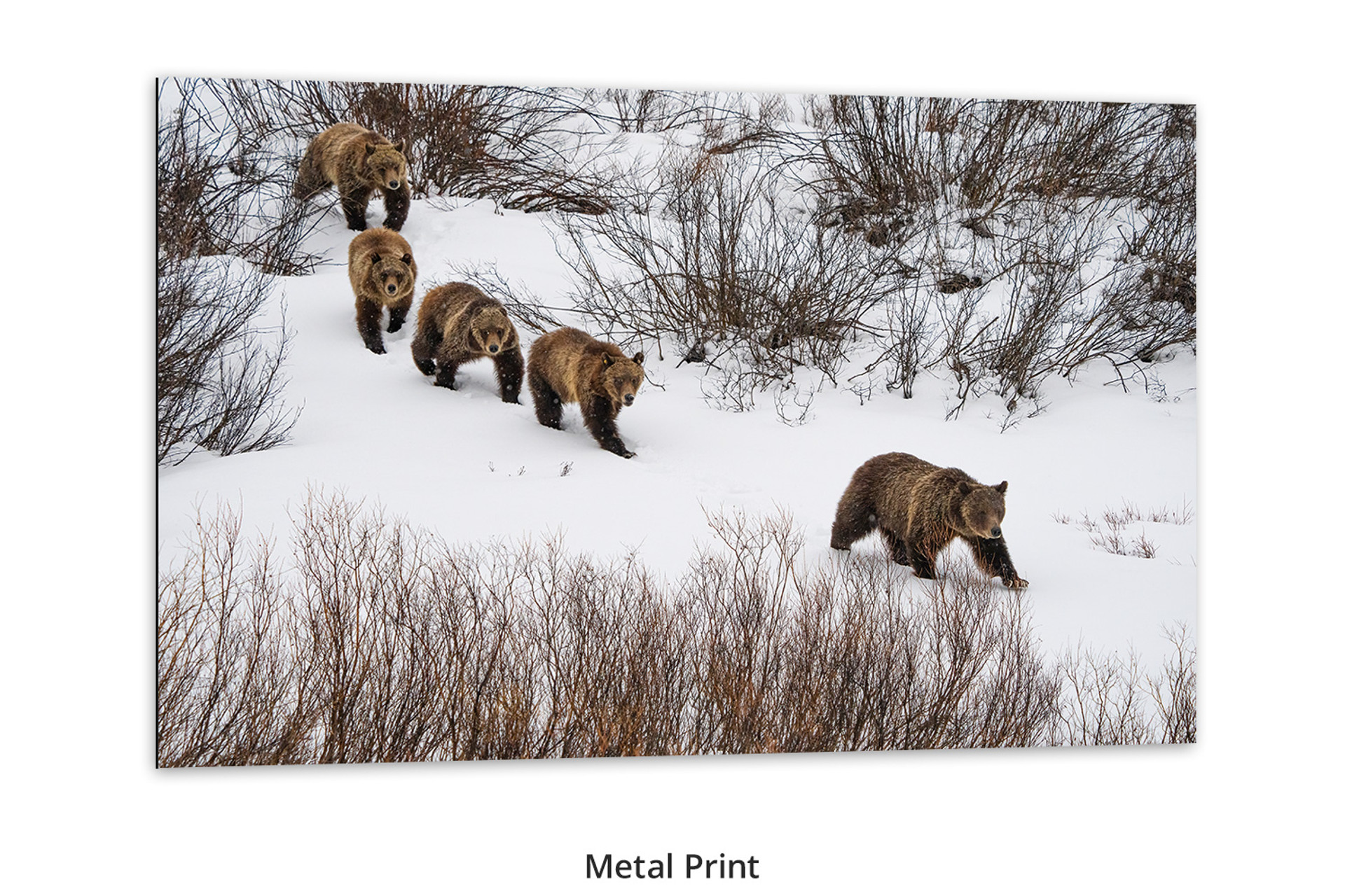 Grizzly 399 living room wall art, Thomas D. Mangelsen