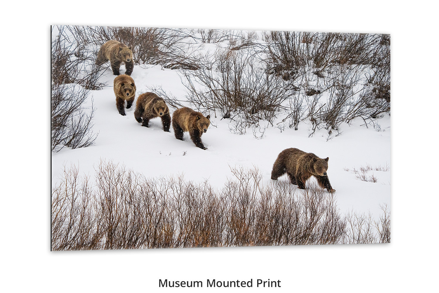 Grizzly 399 living room wall art, Thomas D. Mangelsen