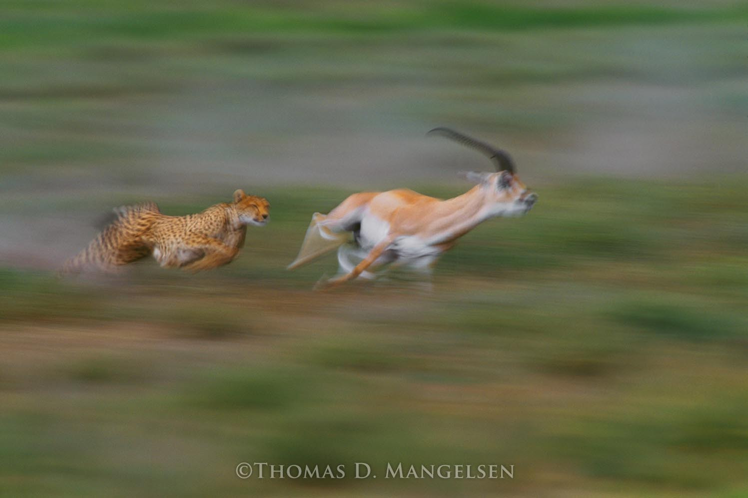 cheetah chasing gazelle picture