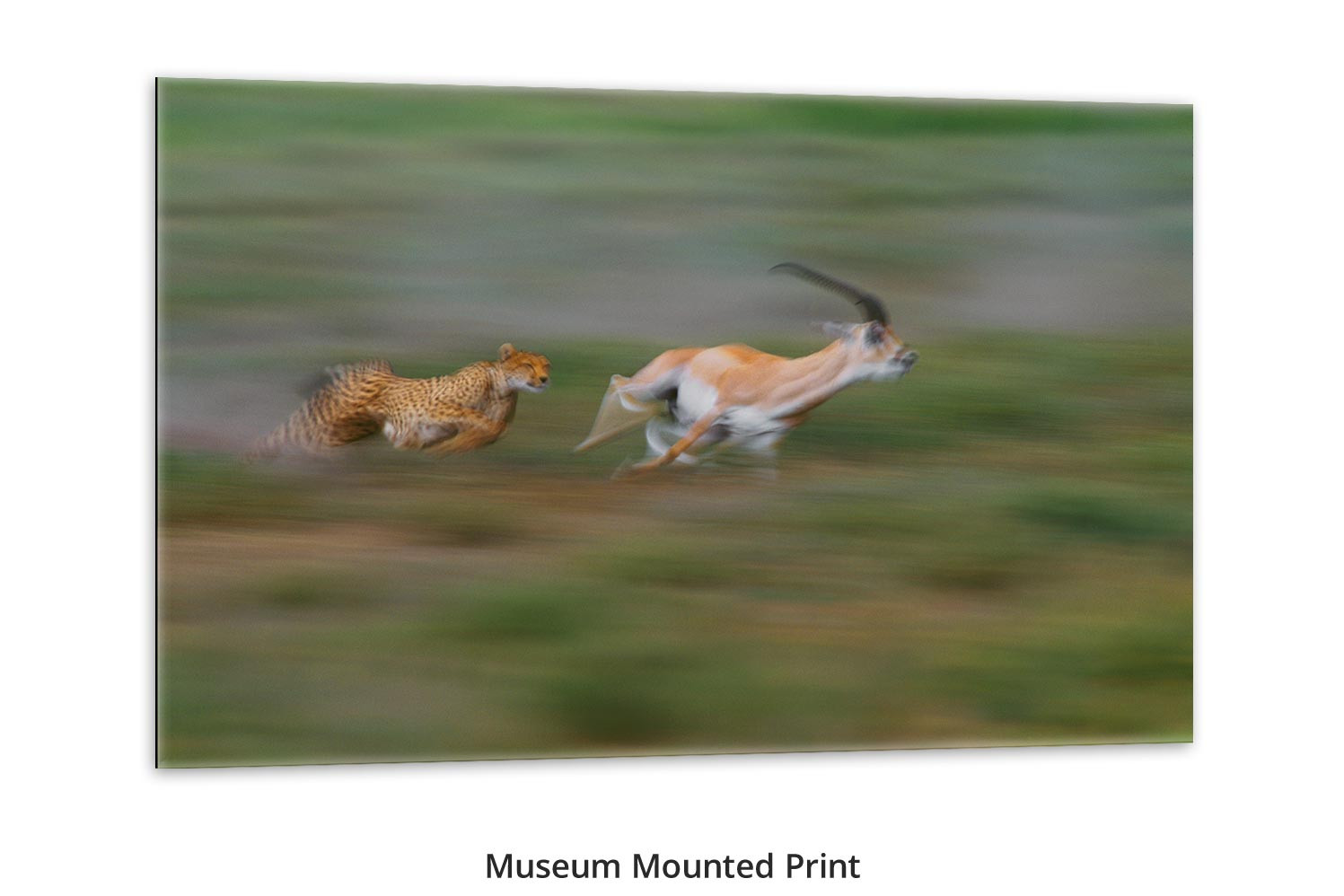 cheetah chasing gazelle picture