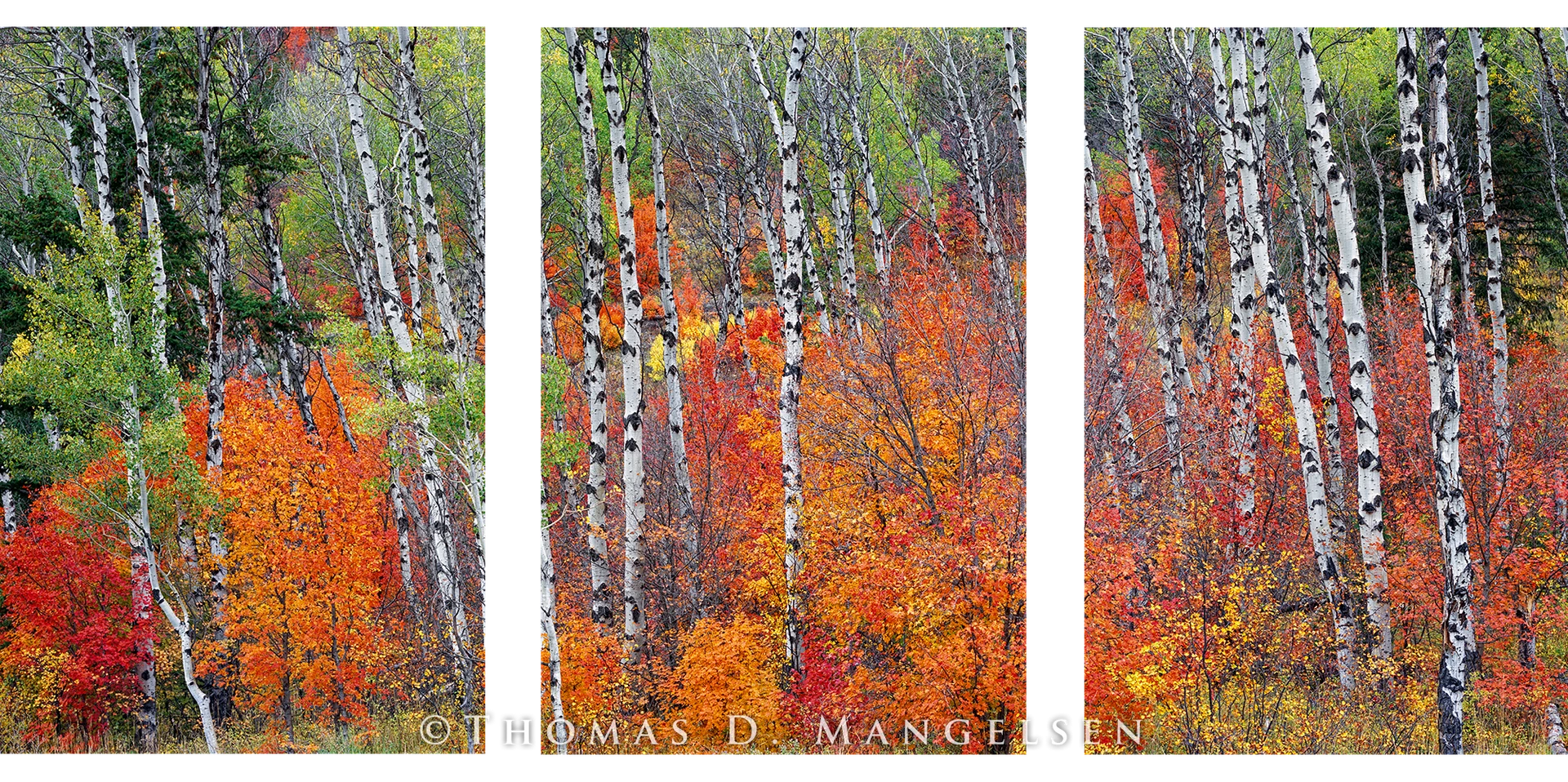 Maples Aglow