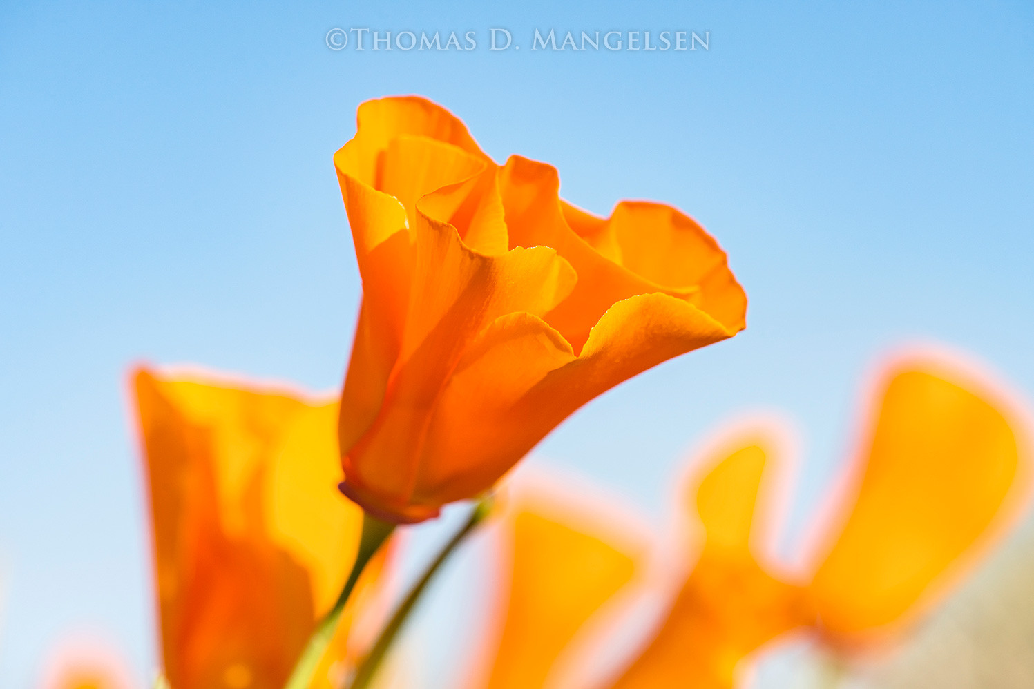 Poppies in the Sun by Thomas D. Mangelsen