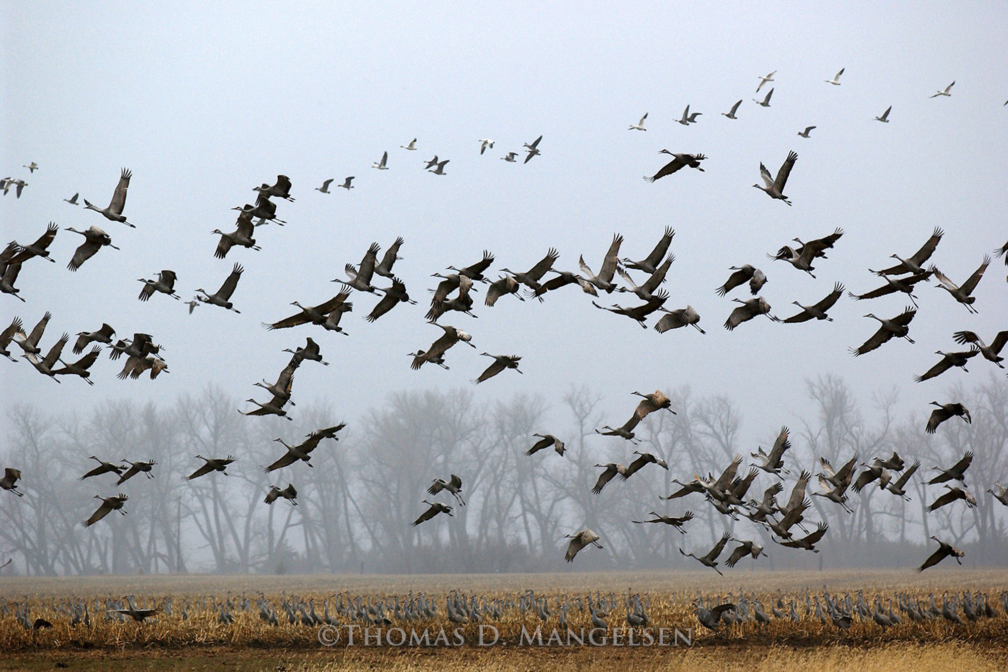 Sandhill crane fine art by Thomas D. Mangelsen
