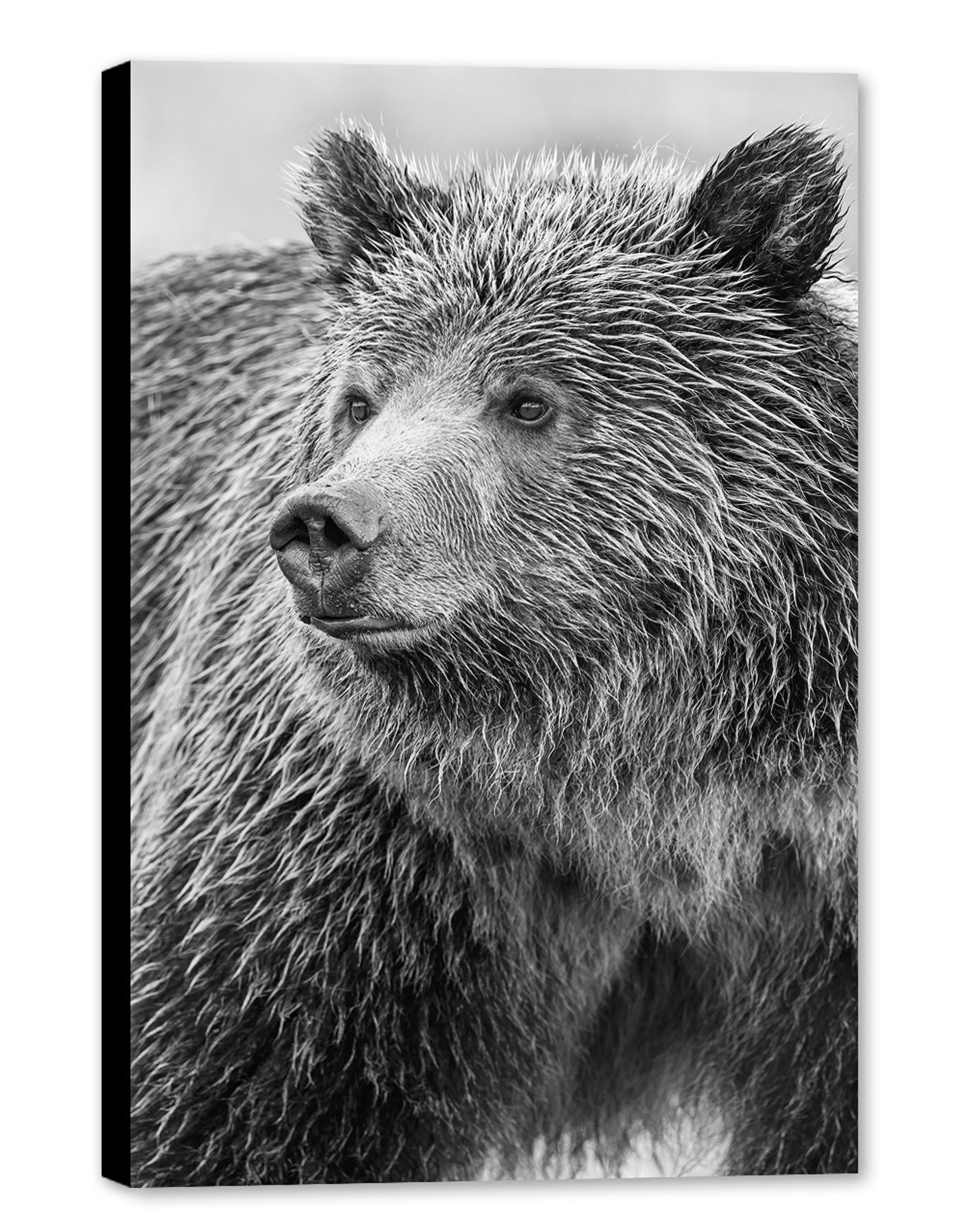 Black and white portrait of young grizzly bear “Blondie” in Grand Teton National Park, looking into the distance with soulful eyes.